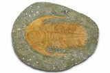 Acadoparadoxides Trilobite - Tinjdad, Morocco #362774-1